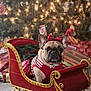 dog, french_bulldog, christmas, holiday, sleigh, red_bow, festive_clothing, present, gift, decorated_tree, lights, indoor, carpet, holiday_decor, winter, cute, pet, portrait, celebration, seasonal
