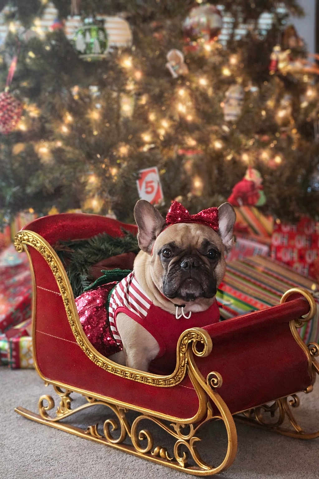 Porsha is registered to the contest to win money with this photo: dog, french_bulldog, christmas, holiday, sleigh, red_bow, festive_clothing, present, gift, decorated_tree, lights, indoor, carpet, holiday_decor, winter, cute, pet, portrait, celebration, seasonal