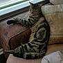 Tupi is registered to the contest to win money with this photo: cat, tabby, sleeping, couch, pillow, sunlight, window, indoor, relaxing, pet, feline, striped, cozy, resting, home, armrest, fur, domestic_animal, comfort, daylight