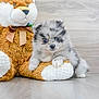 puppy, dog, plush_toy, teddy_bear, floor, wood, cute, fluffy, merle, pet, animal, indoor, soft_toy, small, young, adorable, cozy, comfort, background, brown