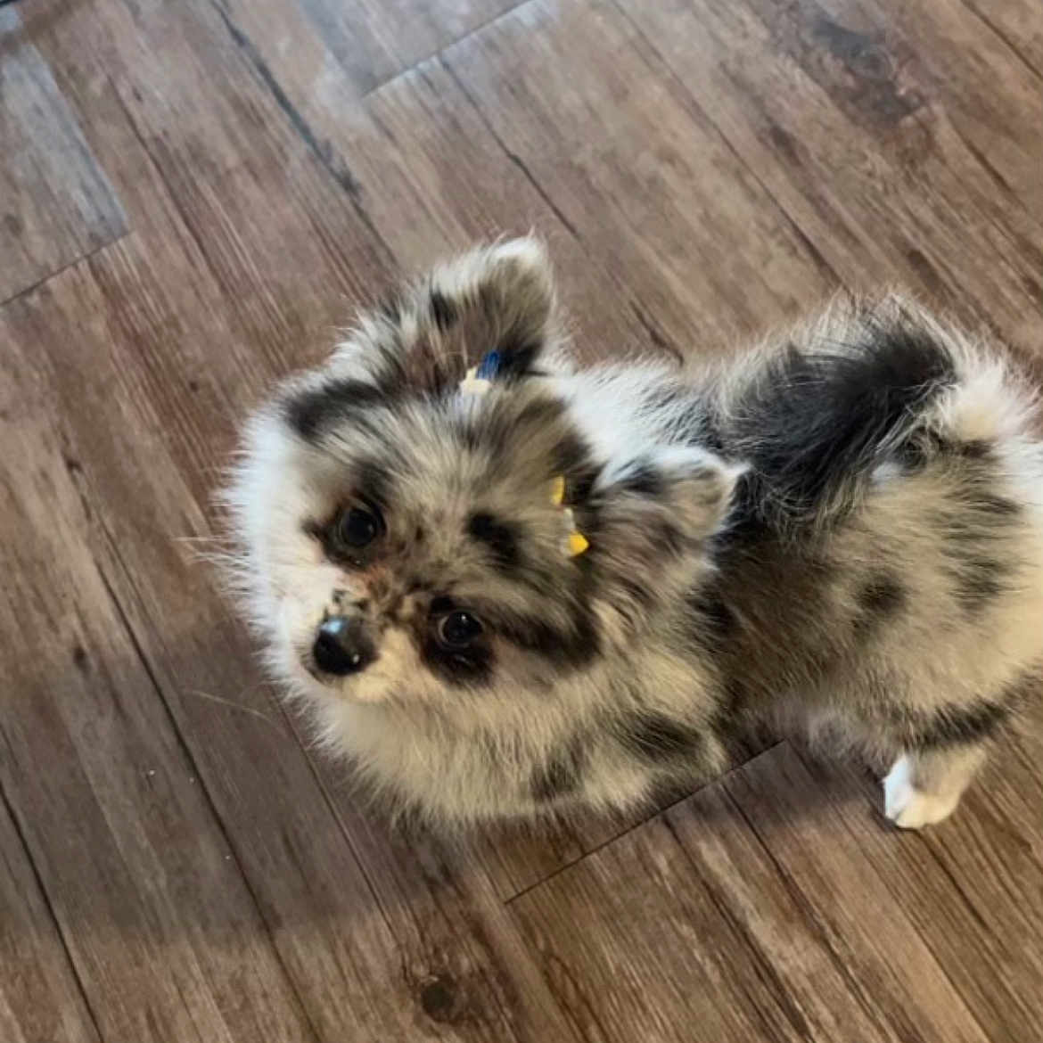 Luna is registered to the contest to win money with this photo: adorable, animal, companion, curious_eyes, cute, dog, domestic_animal, fluffy, friendly, fur, hair_clips, indoors, looking_up, pet, playful, puppy, small_dog, speckled_coat, standing, wooden_floor