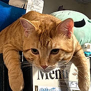 Heathcliff is registered to the contest to win money with this photo: cat, ceiling, closeup, curious, domestic, ears, face, feline, fur, grocery_list, handwritten, household, indoor, menu, orange_tabby, pet, refrigerator, relaxed, sprawled, whiskers