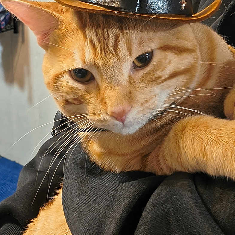 Heathcliff
