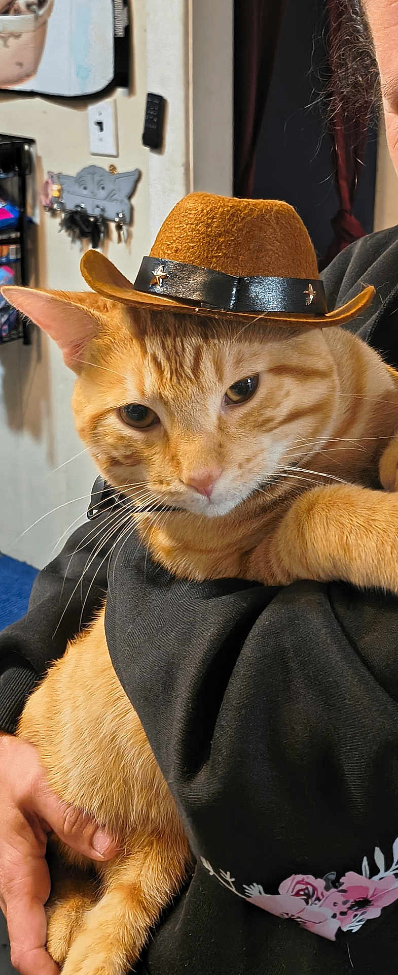 Heathcliff