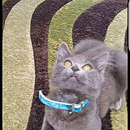 Blue joined the competition — help win amazing prizes! animal, blue_collar, carpet, cat, curious, domestic_cat, ears, eyes, feline, fur, gray_cat, indoor, kitten, patterned_rug, paw, pet, playful, stretching, whiskers, young_cat