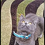 animal, blue_collar, carpet, cat, curious, domestic_cat, ears, eyes, feline, fur, gray_cat, indoor, kitten, patterned_rug, paw, pet, playful, stretching, whiskers, young_cat