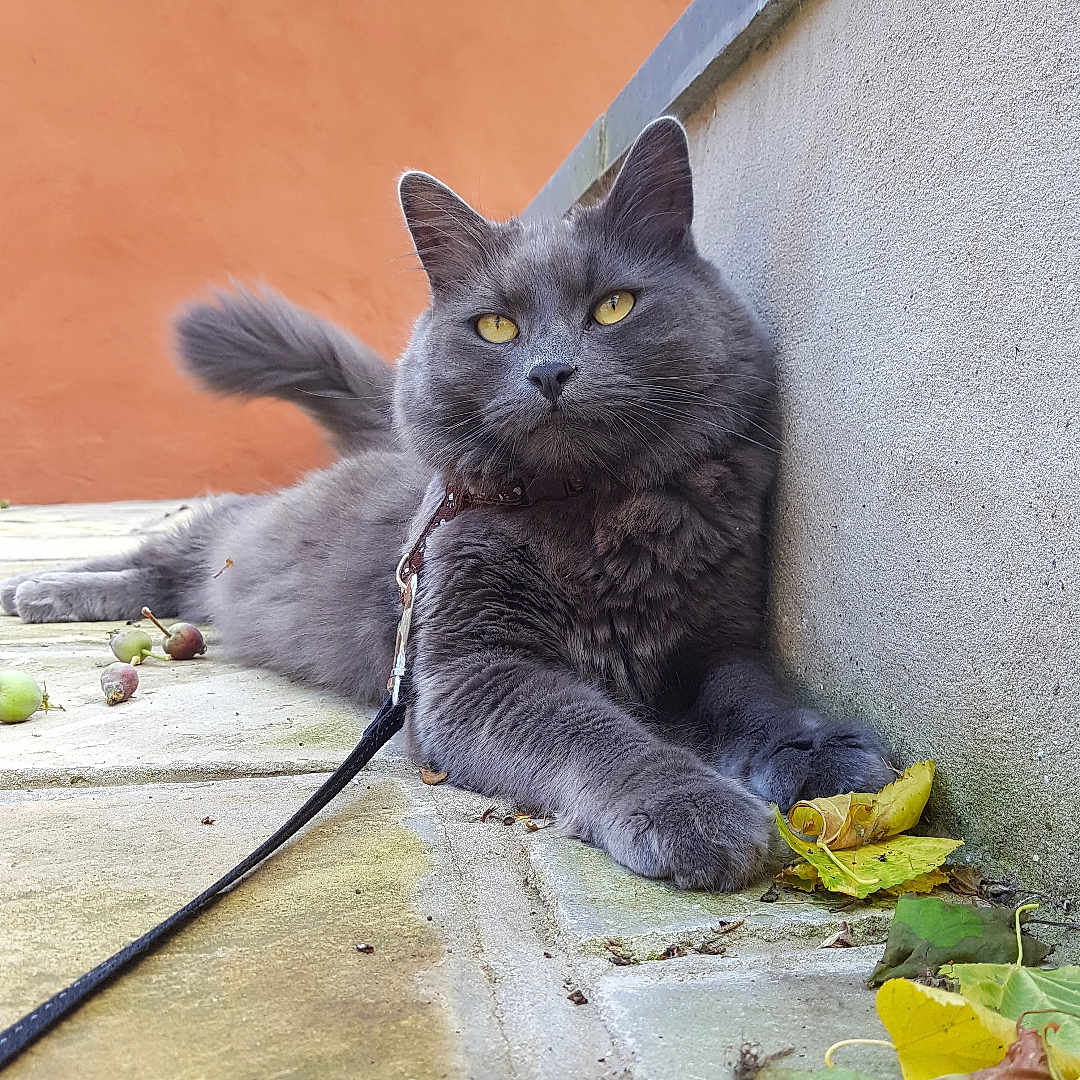 Blue joined the competition — help win amazing prizes! animal, cat, closeup, daylight, feline, fluffy, grapes, gray_cat, green_hedge, leash, leaves, nature, orange_wall, outdoor, patio, pet, relaxed, resting, stone_floor, yellow_eyes