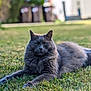animal, blurred_background, cat, close_up, daytime, ears, feline, fluffy, fur, grass, gray_cat, green, lying_down, mammal, nature, outdoor, pet, relaxed, sunlight, whiskers
