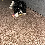 Otis joined the competition — help win amazing prizes! animal, black_and_white, bone, carpet, couch, curious, cute, dog, domestic_animal, floor, fur, home, indoor, lying_down, paw, pet, playing, puppy, toy, young_dog