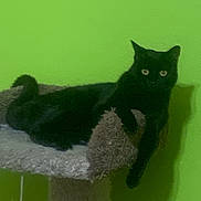 Keeko joined the competition — help win amazing prizes! black_cat, cat, cat_tree, pet, animal, feline, indoor, green_wall, fur, whiskers, ears, tail, relaxed, perch, toy, hanging_toy, cozy, home, cute, looking