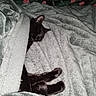 Keeko is registered to the contest to win money with this photo: cat, black_cat, sleeping, blanket, cozy, fur, paw, indoor, resting, pet, animal, cute, comfort, relaxation, soft, warm, nap, feline, covered, bed