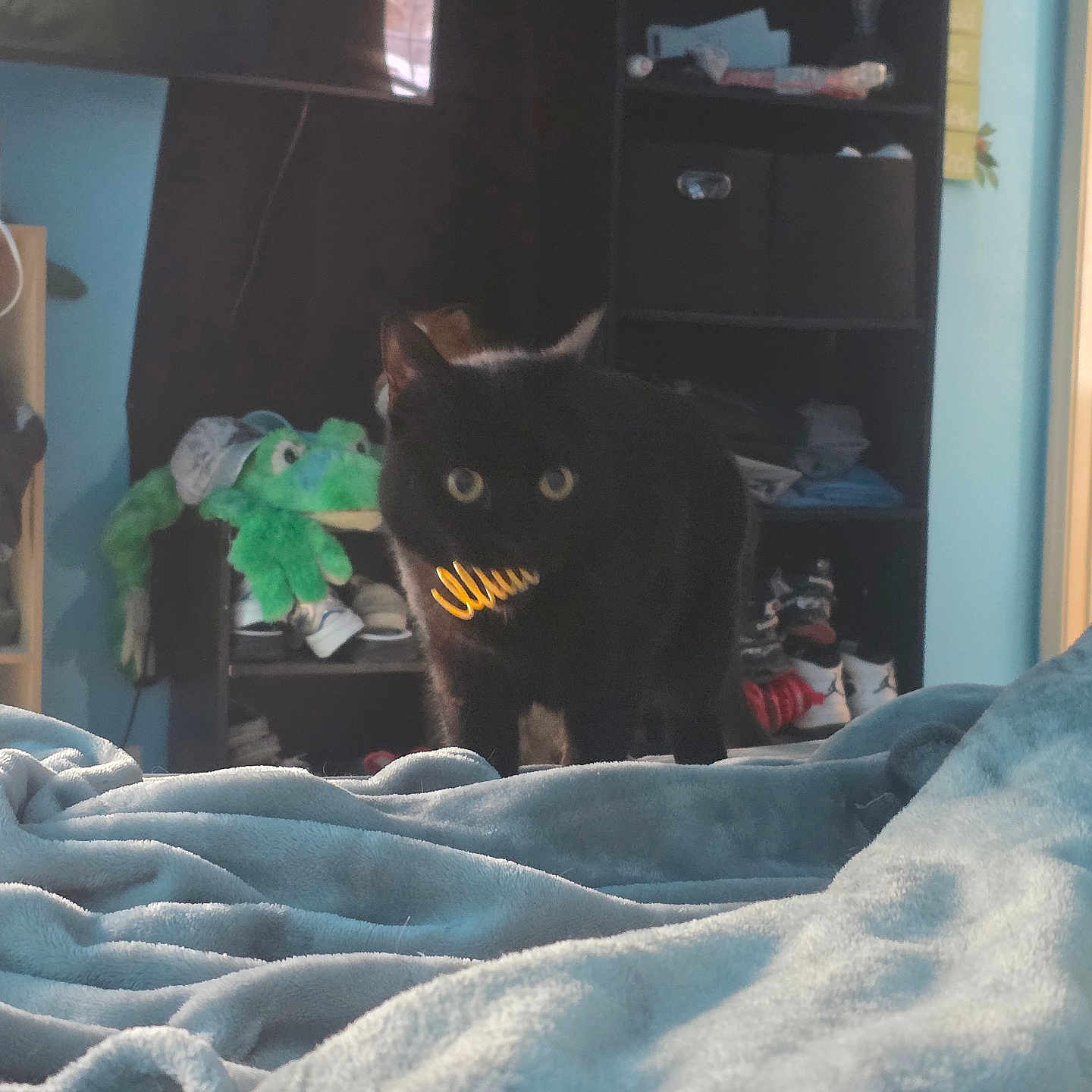 Keeko is registered to the contest to win money with this photo: black_cat, cat, bed, blanket, blue_blanket, stuffed_toy, green_frog, shelf, shoes, room, indoor, furniture, curious_cat, pet, animal, cozy, cluttered_room, soft_texture, window_reflection, floor