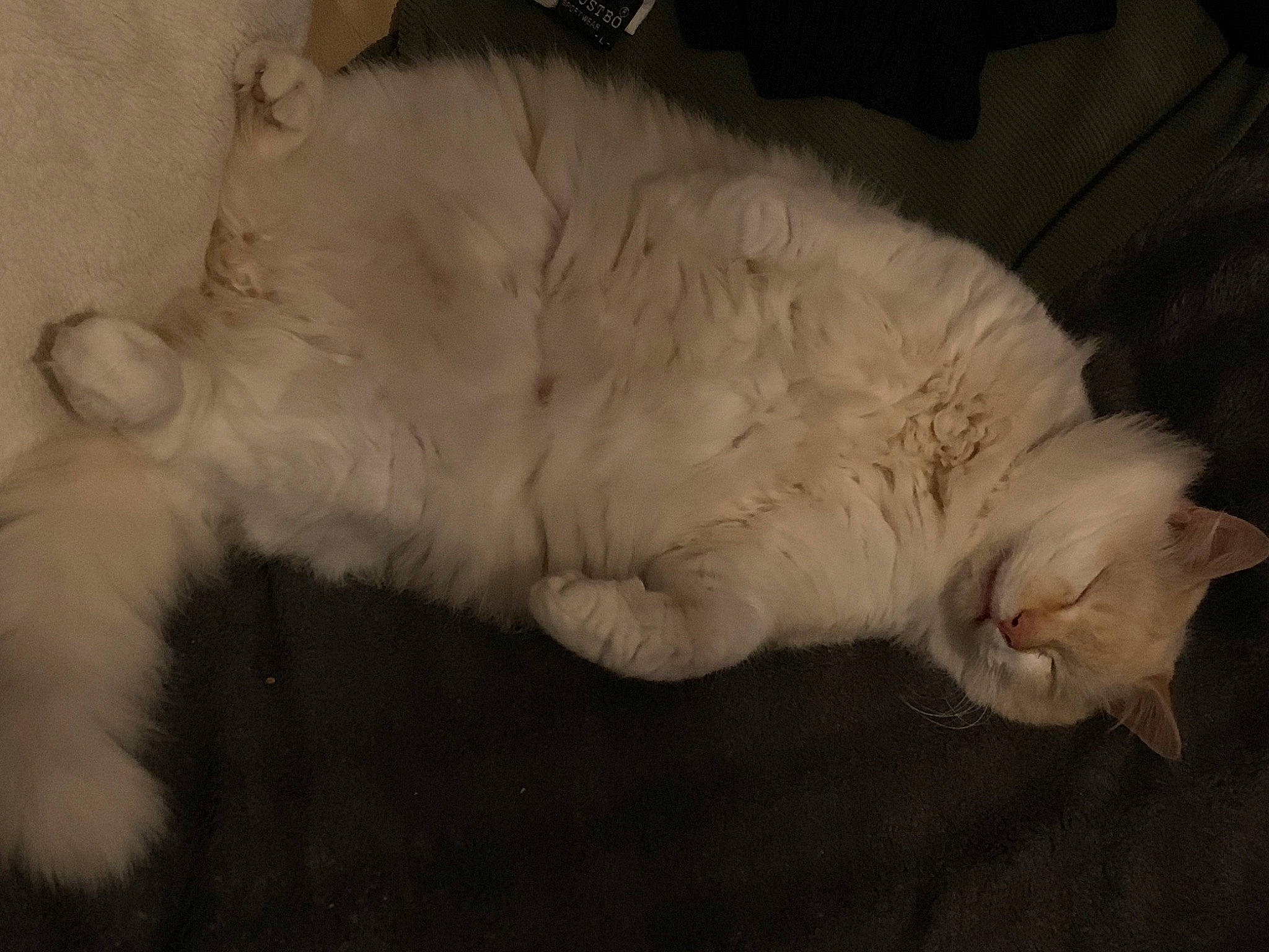 Kiko participe au concours pour gagner de l'argent avec cette photo : carnivore, cat, claw, comfort, domestic_short_haired_cat, ear, eye, fang, felidae, fur, nap, paw, small_to_medium_sized_cats, snout, tail, whiskers