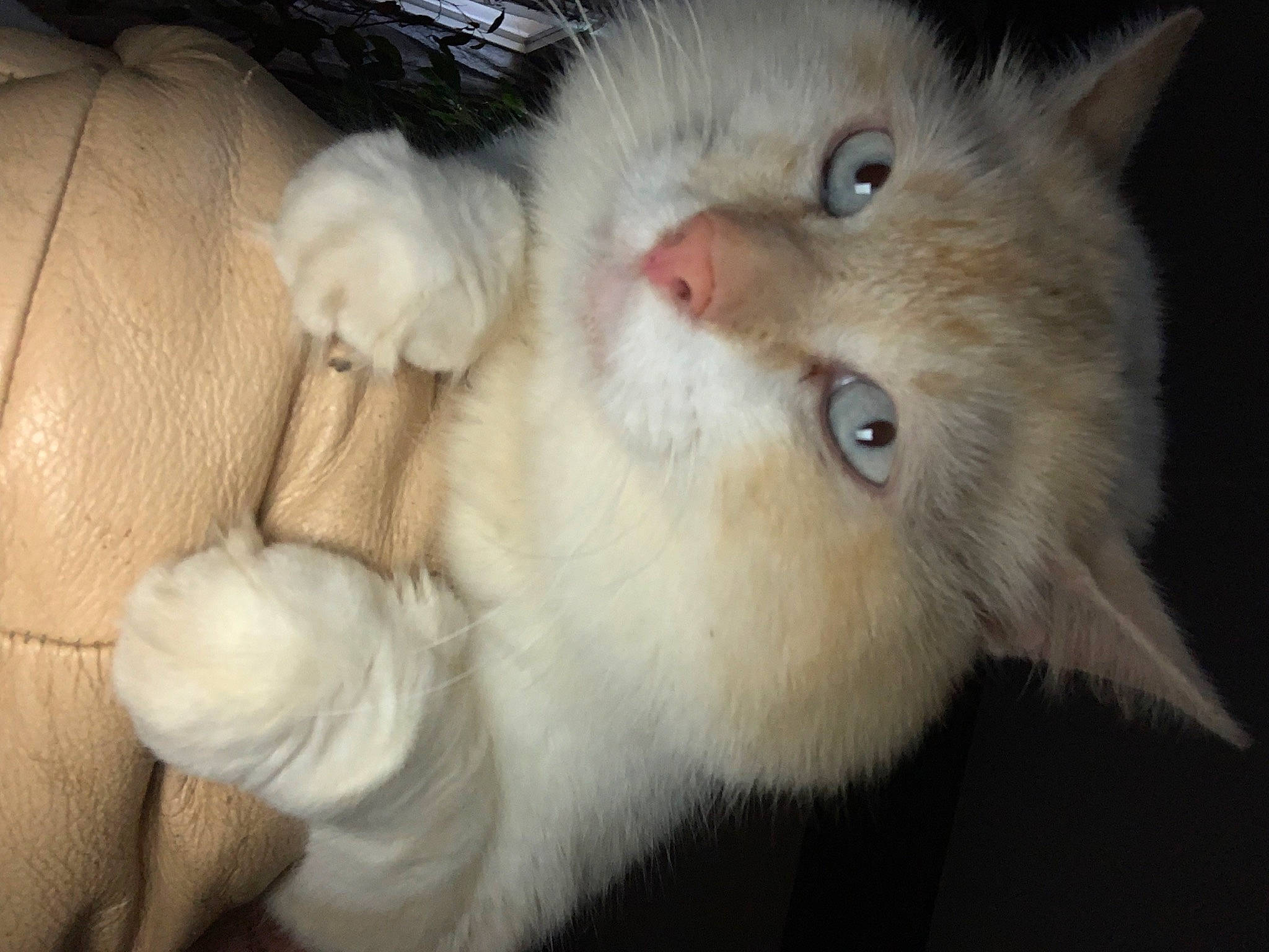 Kiko a rejoint le concours — aidez-le/la à gagner de superbes lots ! box, carnivore, cat, claw, domestic_short_haired_cat, ear, felidae, fur, paw, small_to_medium_sized_cats, tail, whiskers