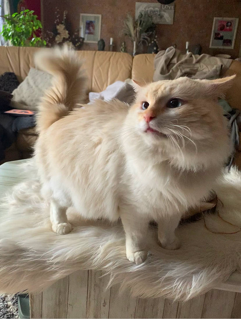 Kiko a rejoint le concours — aidez-le/la à gagner de superbes lots ! british_longhair, carnivore, cat, claw, fawn, felidae, flowerpot, fur, houseplant, paw, plant, ragdoll, small_to_medium_sized_cats, snout, tail, terrestrial_animal, whiskers