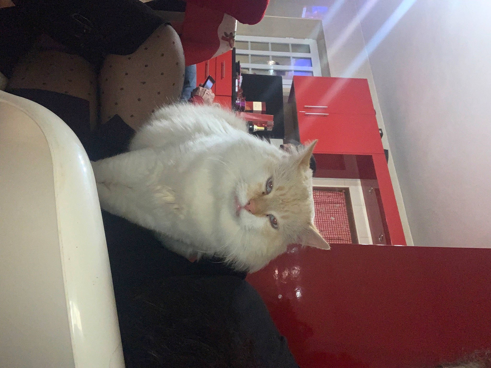 Kiko participe au concours pour gagner de l'argent avec cette photo : carnivore, cat, comfort, domestic_short_haired_cat, felidae, flooring, fur, hardwood, room, small_to_medium_sized_cats, tail, whiskers, wood