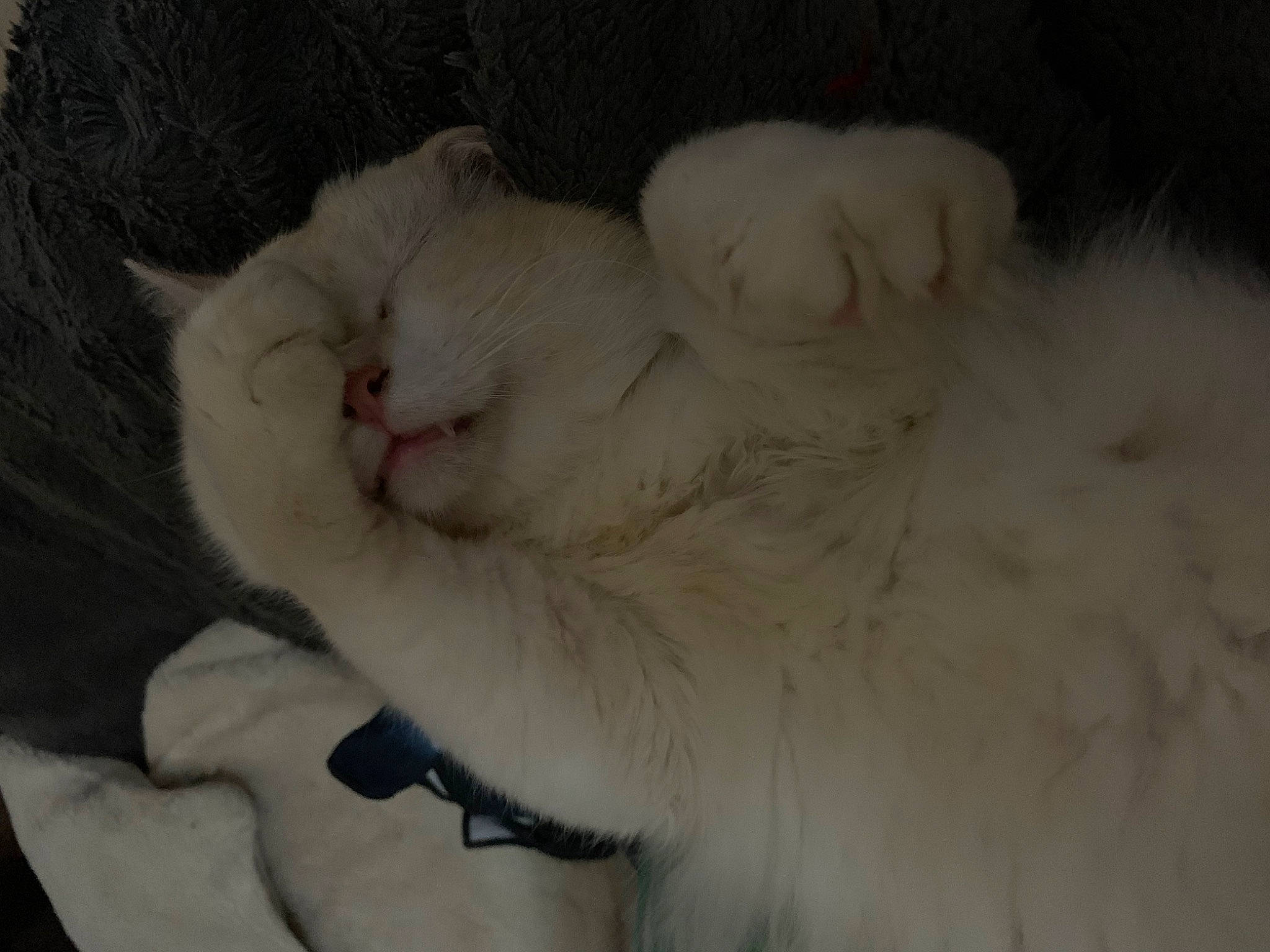 Kiko a rejoint le concours — aidez-le/la à gagner de superbes lots ! carnivore, cat, claw, comfort, felidae, fur, nap, paw, ragdoll, sleep, small_to_medium_sized_cats, snout, tail, terrestrial_animal, whiskers