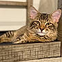 Milou is registered to the contest to win money with this photo: animal, brown, cat, closeup, cozy, ears, eyes, face, feline, fur, indoor, laying_down, pet, relaxed, resting, soft_texture, striped, tabby, whiskers, wooden_crate