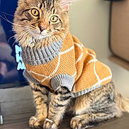 Milou joined the competition — help win amazing prizes! animal, cat, cozy, curious, cute, ears, eyes, feline, fur, gray, indoors, knitwear, orange, pet, portrait, sitting, sweater, tabby, whiskers, wooden_surface