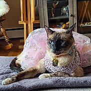 Nabi joined the competition — help win amazing prizes! cat, siamese_cat, blue_eyes, pink_tutu, lace, collar, bell, pet_tag, lying_down, relaxed, blanket, towel, living_room, wooden_floor, cabinet, furniture, decorative_items, portrait, costume, adorable