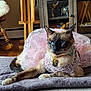 cat, siamese_cat, blue_eyes, pink_tutu, lace, collar, bell, pet_tag, lying_down, relaxed, blanket, towel, living_room, wooden_floor, cabinet, furniture, decorative_items, portrait, costume, adorable
