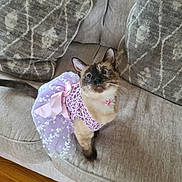 Lola joined the competition — help win amazing prizes! cat, siamese_like, pet, couch, cushion, living_room, dress, tutu, pink_bow, fabric, upholstery, hardwood_floor, looking_up, whiskers, ears, wide_eyes, sitting, adorable, costume, indignant