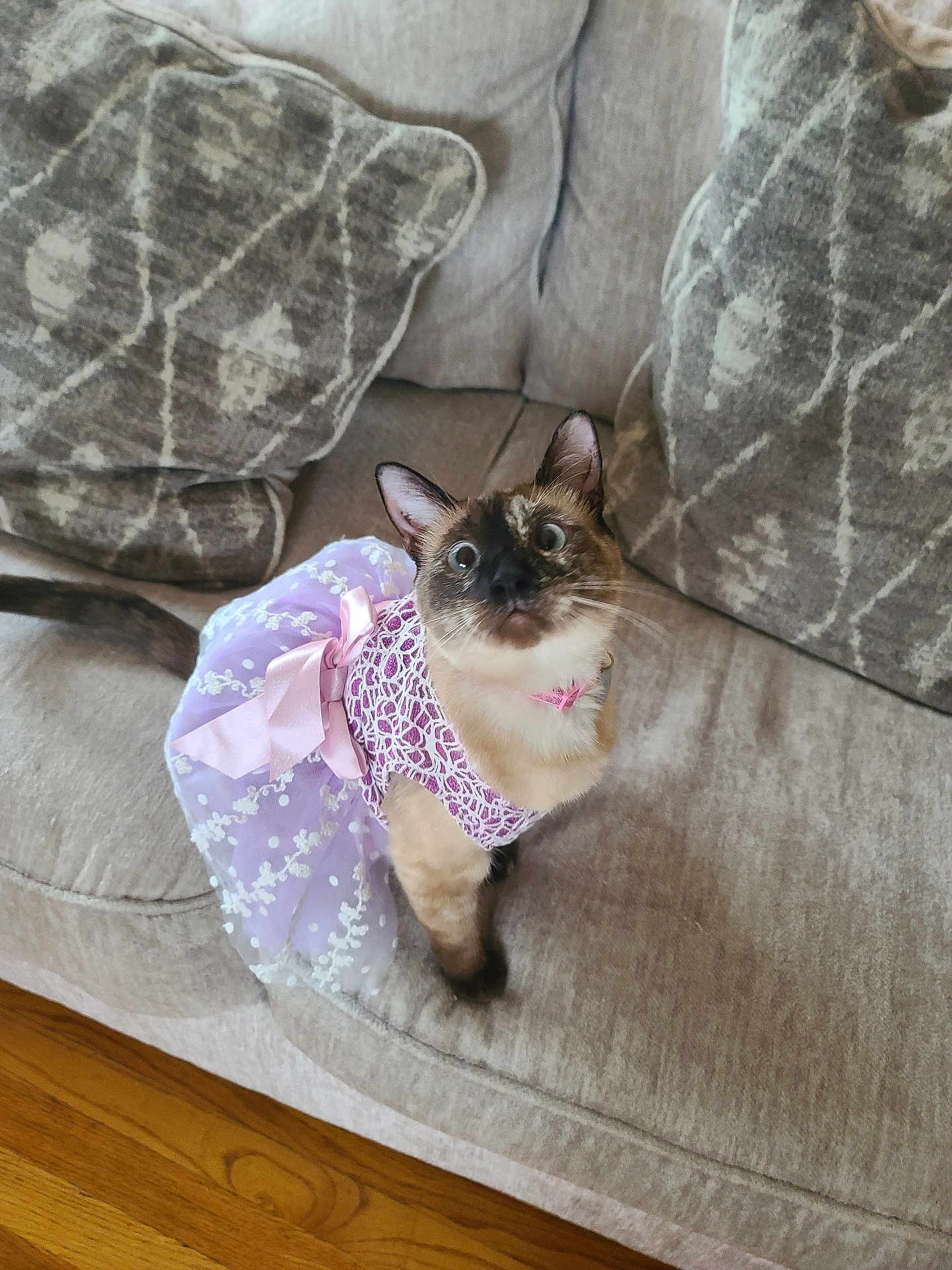 Lola joined the competition — help win amazing prizes! cat, siamese_like, pet, couch, cushion, living_room, dress, tutu, pink_bow, fabric, upholstery, hardwood_floor, looking_up, whiskers, ears, wide_eyes, sitting, adorable, costume, indignant