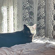 Bibi joined the competition — help win amazing prizes! cat, bed, blanket, curtain, lace, sunlight, shadow, window, indoor, cozy, resting, feline, domestic_animal, pet, soft_light, fabric, quiet, relaxation, animal, morning_light