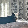 animal, bed, blanket, cat, cozy, curtain, domestic_animal, fabric, feline, indoor, lace, morning_light, pet, quiet, relaxation, resting, shadow, soft_light, sunlight, window