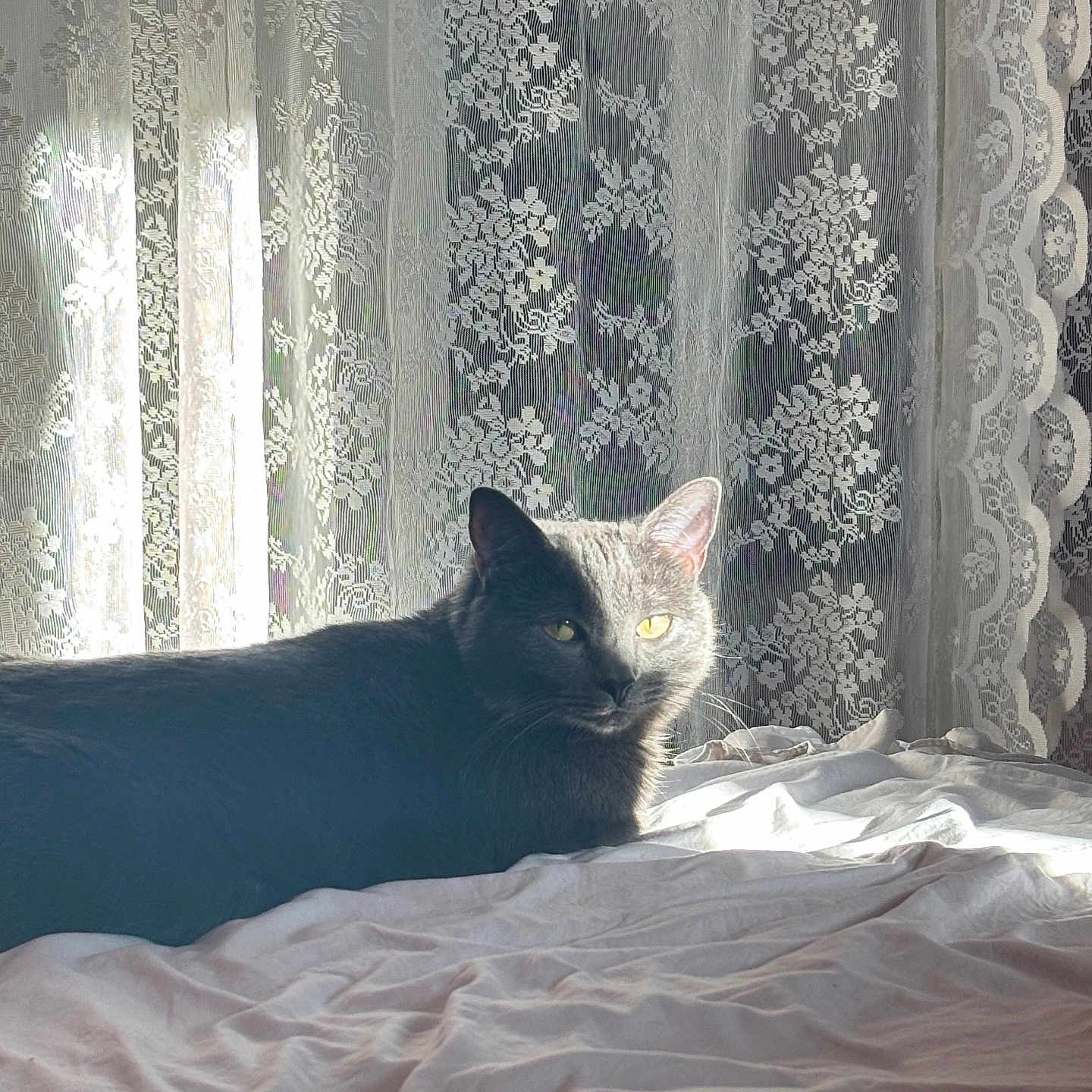 Bibi