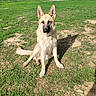 dog, german_shepherd, grass, outdoor, sunlight, animal, pet, canine, nature, field, sitting, muddy, shadow, ears, fur, daytime, greenery, playful, alert, park