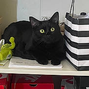 Olive joined the competition — help win amazing prizes! black_cat, cat, yellow_eyes, shelf, sephora_bag, green_toy, nike_shoe_boxes, indoor, pet, animal, curious, looking_at_camera, feline, domestic_cat, household, storage, paper, still_life, cute, resting