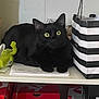 black_cat, cat, yellow_eyes, shelf, sephora_bag, green_toy, nike_shoe_boxes, indoor, pet, animal, curious, looking_at_camera, feline, domestic_cat, household, storage, paper, still_life, cute, resting