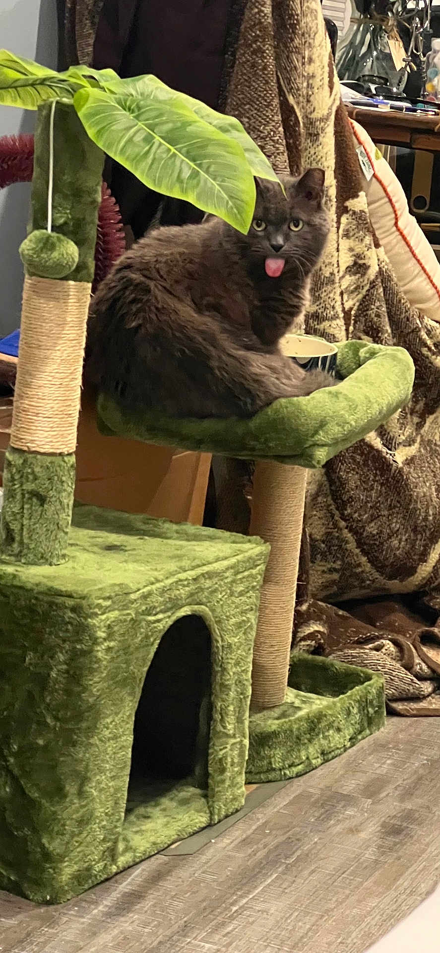 Mango