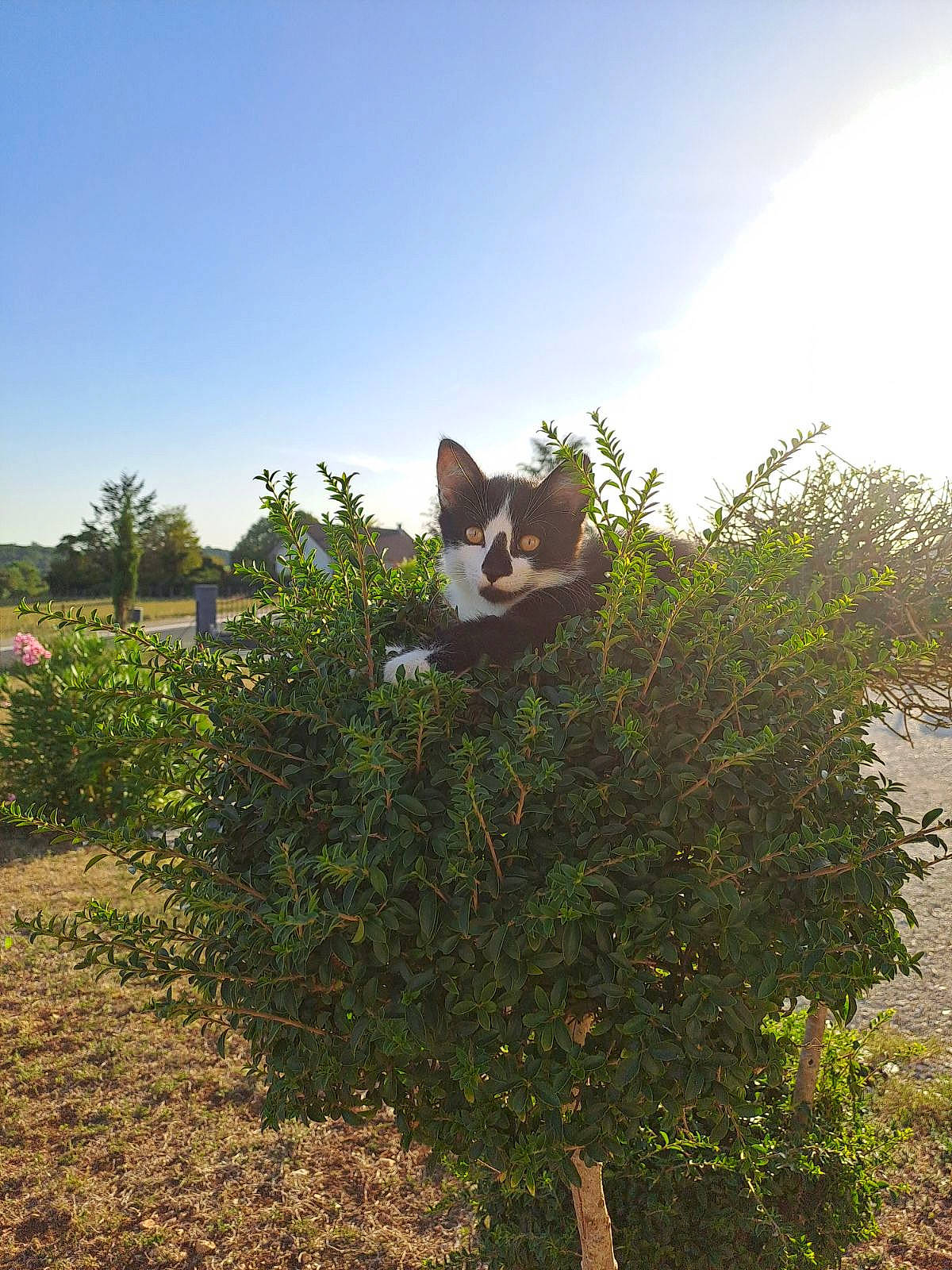 Felix participe au concours pour gagner de l'argent avec cette photo : carnivore, cat, felidae, garden, grass, landscape, plant, road, rock, shadow, shrub, sitting, sky, soil, sunlight, tail, tints_and_shades, tree, whiskers, yard