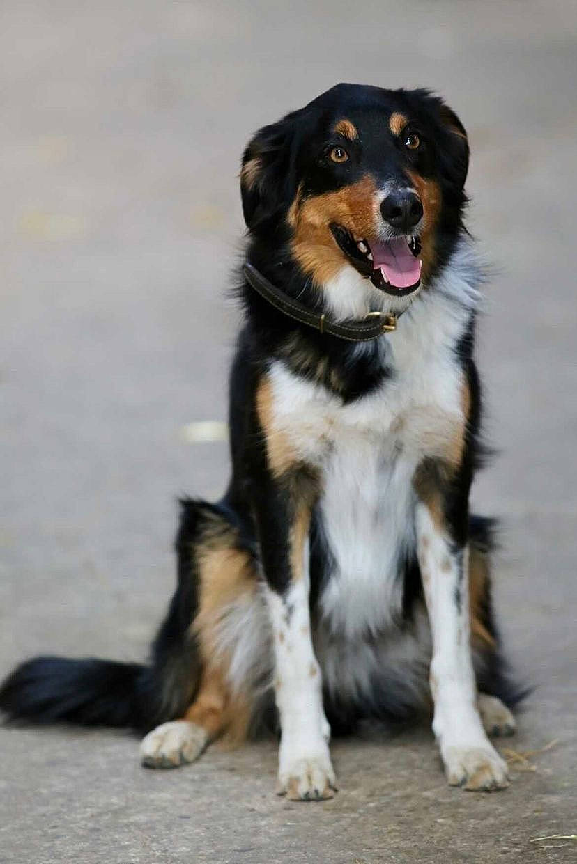 Pixel a rejoint le concours — aidez-le/la à gagner de superbes lots ! accessories, animal, appenzeller, beagle, bodypart, canine, cockerspaniel, collie, dog, germanshepherd, hound, husky, leash, mouth, papillon, person, pet, puppy, snout, strap