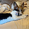 Tad is registered to the contest to win money with this photo: cat, dog, bed, blanket, resting, snuggling, black_and_white_cat, brown_and_white_dog, pets, indoor, cozy, sleeping, fur, animal, companions, cute, relaxing, laying_down, friendship, domestic