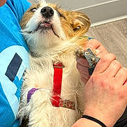 Tad joined the competition — help win amazing prizes! dog, pet, nail_clipper, paw, fur, red_harness, person, hand, blue_shirt, indoor, floor, wood_floor, grooming, cute, funny_expression, relaxed, close_up, animal, domestic_animal, care