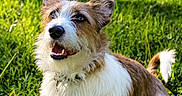 Tad joined the competition — help win amazing prizes! dog, grass, outdoor, sunlight, pet, happy, canine, ears, fur, smiling, nature, yard, playful, animal, collar, tail, greenery, daylight, cute, friendly