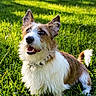 dog, grass, outdoor, sunlight, pet, happy, canine, ears, fur, smiling, nature, yard, playful, animal, collar, tail, greenery, daylight, cute, friendly