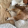 Tad is registered to the contest to win money with this photo: dog, paw, tail, fur, blanket, bed, quilt, white, beige, sleeping, resting, cozy, animal, pet, fur_texture, indoor, soft, relaxation, comfort, lying_down