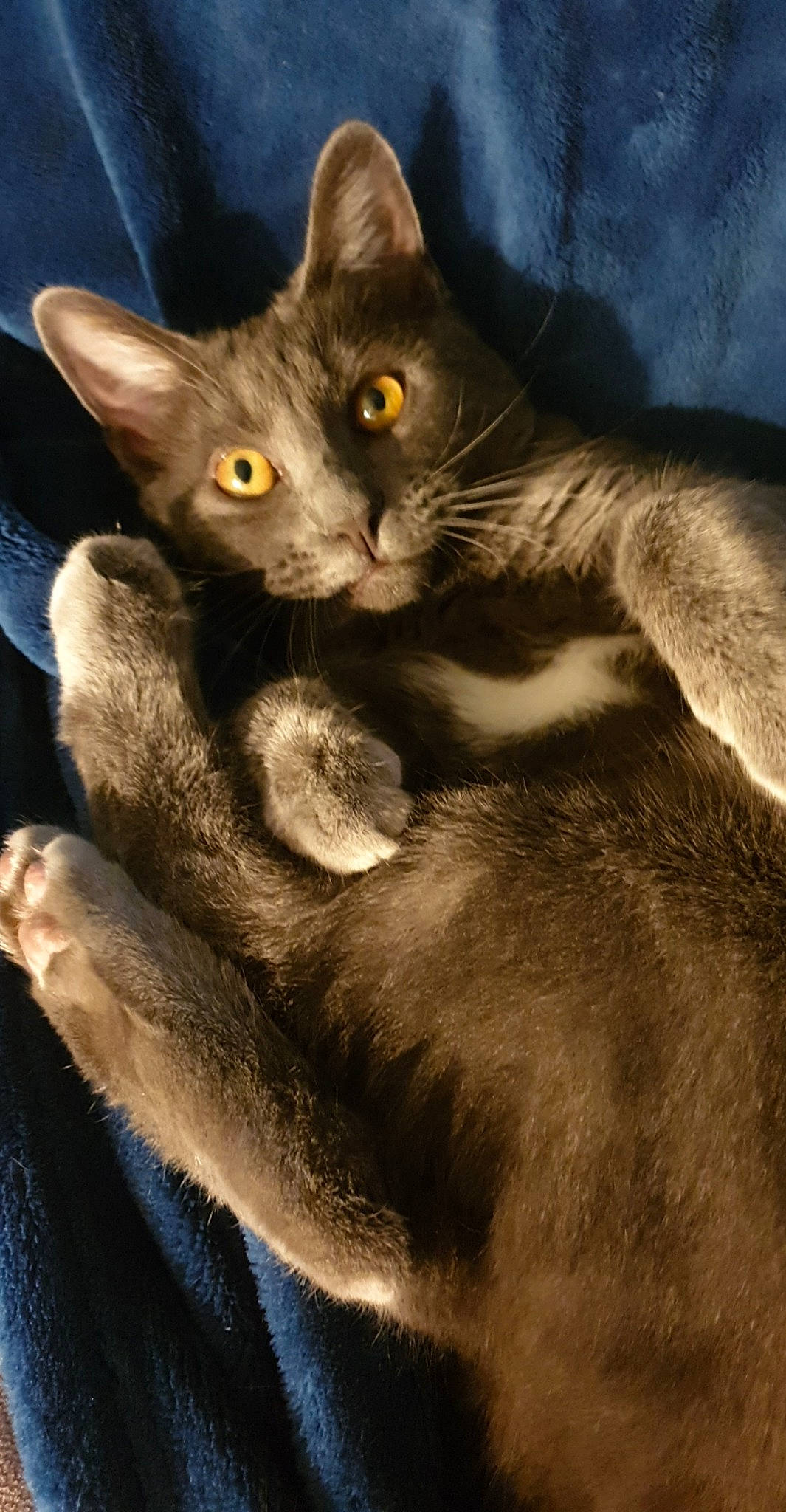 Pearl participe au concours pour gagner de l'argent avec cette photo : asian, black_cat, burmese, carnivore, cat, domestic_short_haired_cat, felidae, german_rex, havana_brown, javanese, korat, mammal, nebelung, oriental_longhair, oriental_shorthair, russian_blue, small_to_medium_sized_cats, snout, vertebrate, whiskers