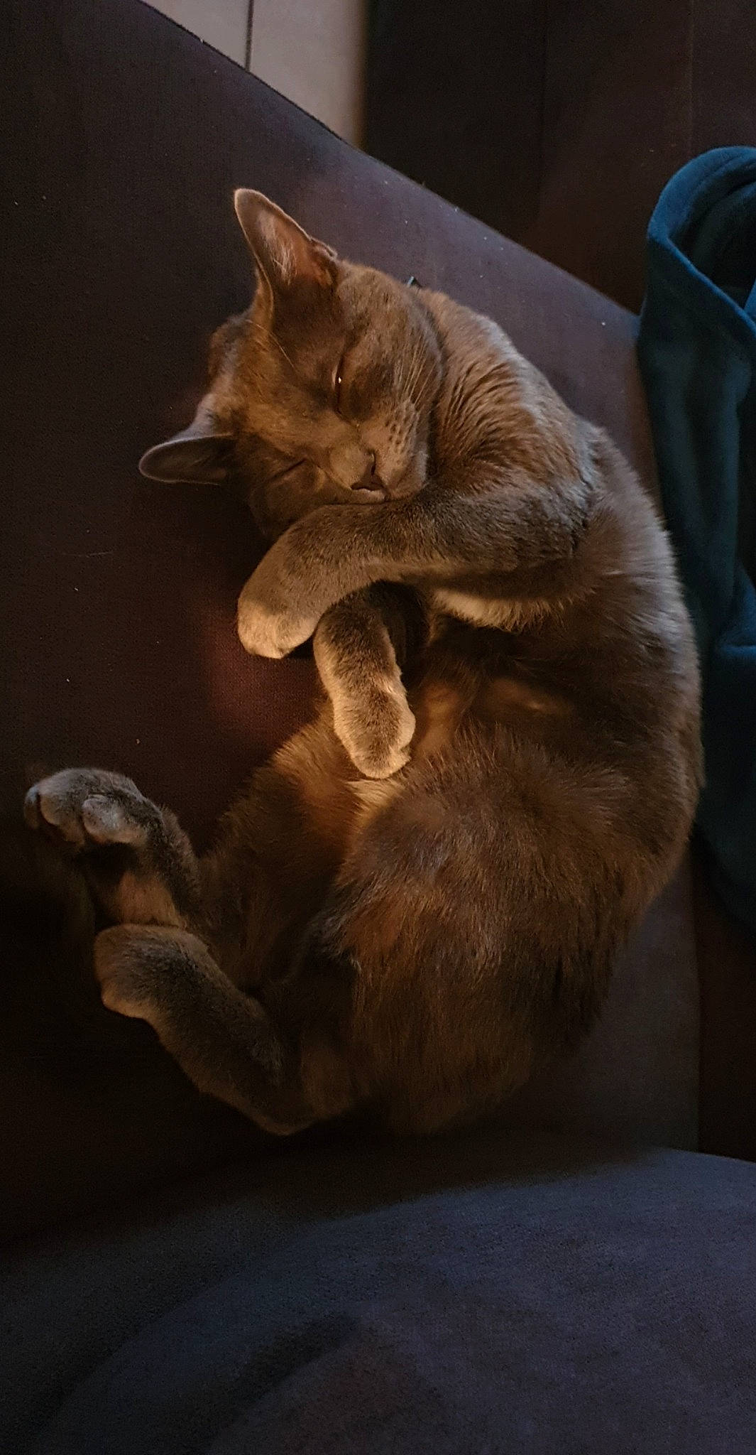 Pearl participe au concours pour gagner de l'argent avec cette photo : asian, burmese, carnivore, cat, claw, domestic_short_haired_cat, fawn, felidae, fur, paw, small_to_medium_sized_cats, tail, whiskers