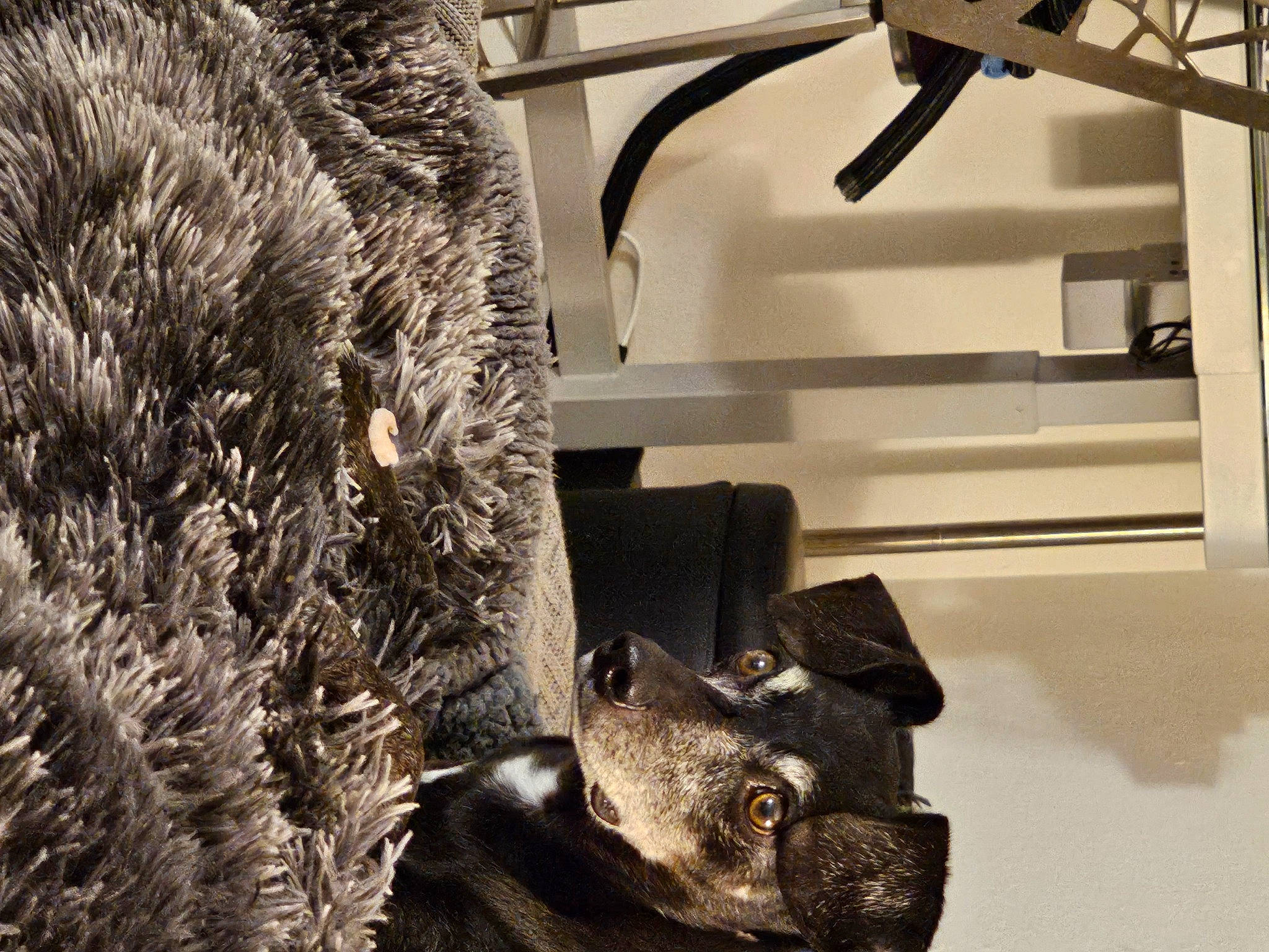 Pilot joined the competition — help win amazing prizes! art, bronze_sculpture, domestic_short_haired_cat, felidae, fur, metal, monochrome, monochrome_photography, plant, room, sculpture, small_to_medium_sized_cats, snout, statue, tail, terrestrial_animal, visual_arts, whiskers, wildlife, wood