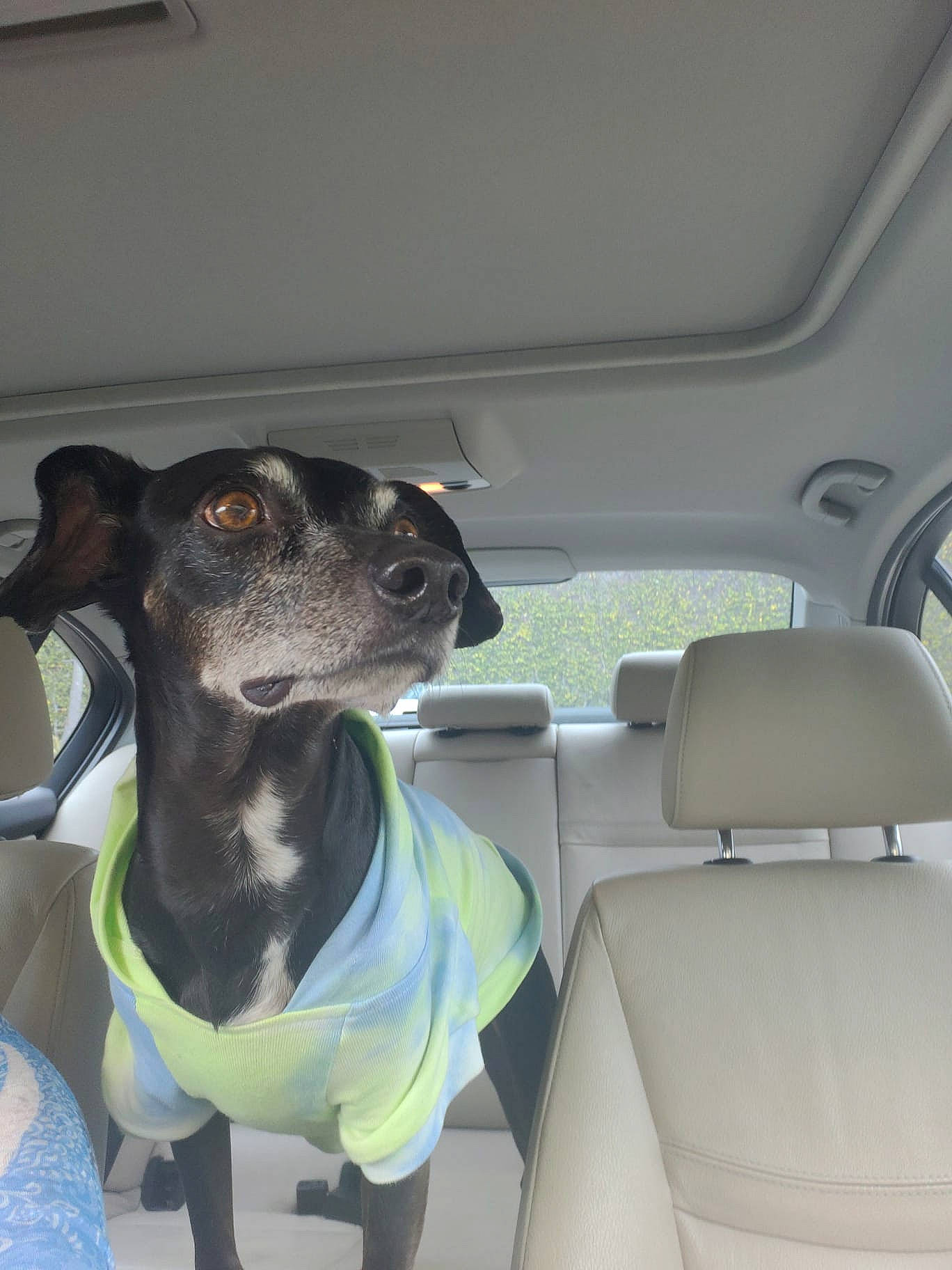 Pilot is registered to the contest to win money with this photo: auto_part, car, car_seat, car_seat_cover, carnivore, collar, companion_dog, dog, dog_breed, dog_collar, dog_supply, fawn, head_restraint, pet_supply, snout, vehicle, vehicle_door, whiskers, window, working_animal