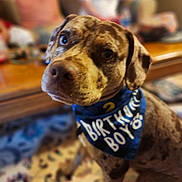 Otis is registered to the contest to win money with this photo: dog, birthday, bandana, indoor, carpet, furniture, person, blurred_background, portrait, spotted_dog, brown, blue, cute, pet, animal, sitting, looking_up, celebration, cozy, home