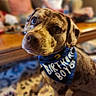 dog, birthday, bandana, indoor, carpet, furniture, person, blurred_background, portrait, spotted_dog, brown, blue, cute, pet, animal, sitting, looking_up, celebration, cozy, home