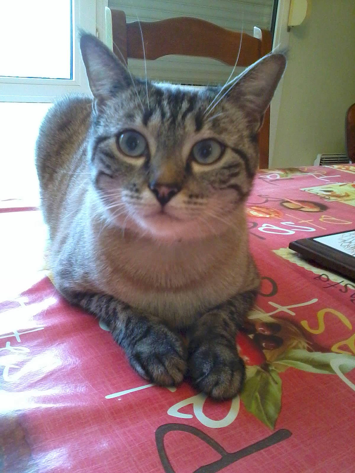 Lucifer participe au concours pour gagner de l'argent avec cette photo : carnivore, cat, cat_supply, domestic_short_haired_cat, felidae, fur, small_to_medium_sized_cats, snout, whiskers, window