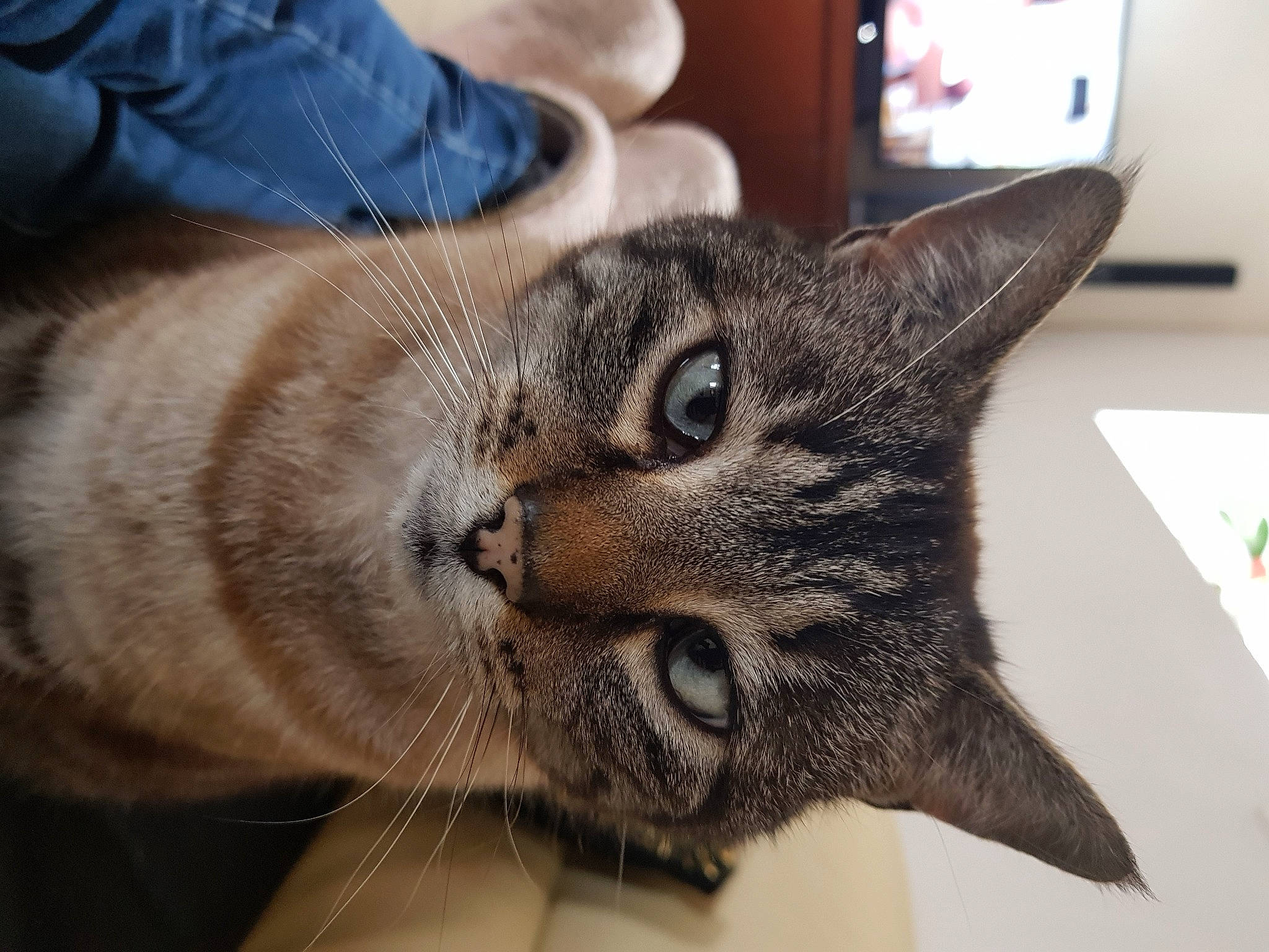 Lucifer a rejoint le concours — aidez-le/la à gagner de superbes lots ! cable_television, carnivore, cat, claw, comfort, denim, domestic_short_haired_cat, eye, felidae, fur, home_appliance, picture_frame, small_to_medium_sized_cats, snout, television, terrestrial_animal, tree, whiskers, wildlife, window