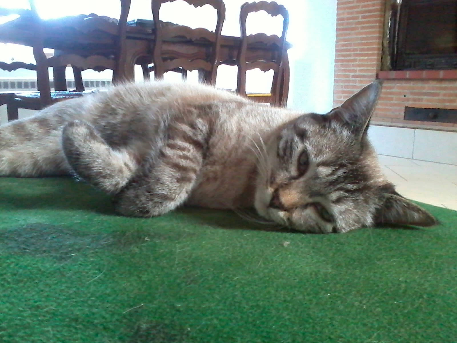 Lucifer a rejoint le concours — aidez-le/la à gagner de superbes lots ! carnivore, cat, chair, claw, comfort, domestic_short_haired_cat, felidae, fur, grass, groundcover, nap, paw, plant, small_to_medium_sized_cats, snout, tail, terrestrial_animal, tree, whiskers, window